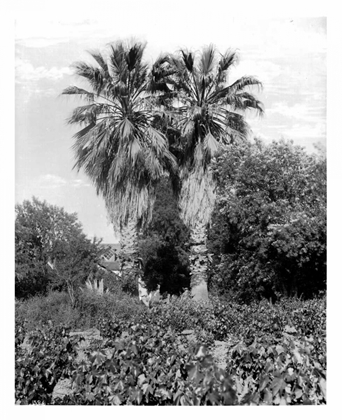 Picture of OLD PALM TREES, SOUTH PASADENA, C1910