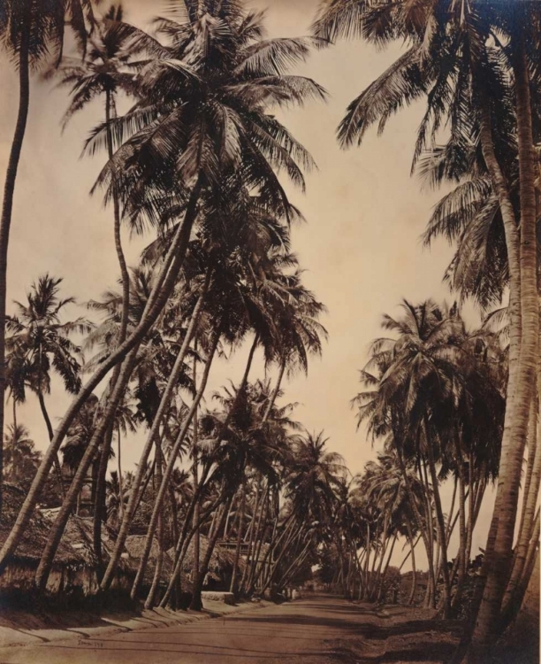 Picture of COCONUT PALMS, COONOOR INDIA 1870