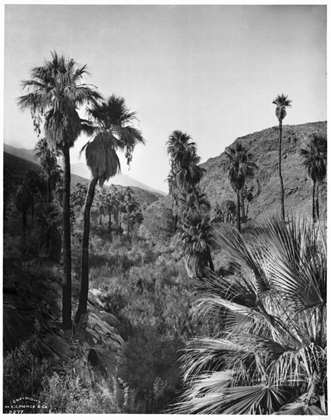 Picture of PALM CANYON, PALM SPRINGS C,1903