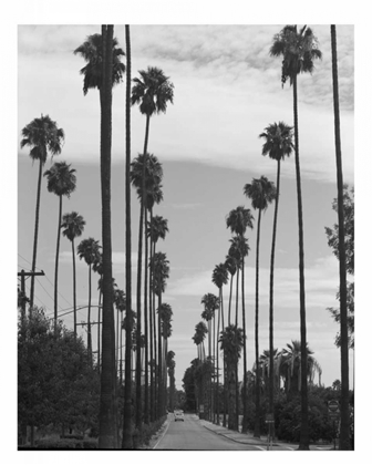 Picture of PALM TREES, VICTORIA AVE, RIVERSIDE C1910
