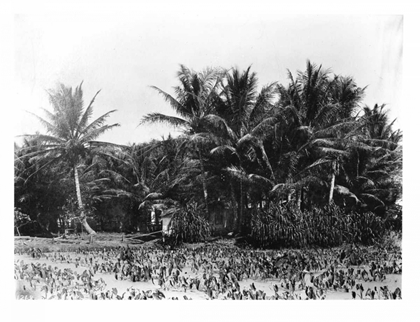 Picture of TARO FIELDS, DATE PALMS, HAWAII 1907