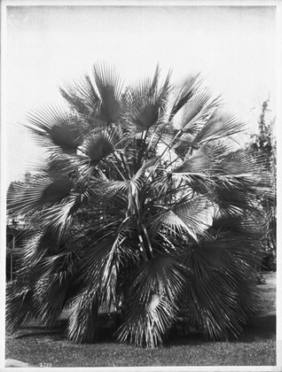 Picture of BLUE PALM TREE, FIGUEROA ST C1920