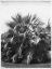 Picture of BLUE PALM TREE, FIGUEROA ST C1920