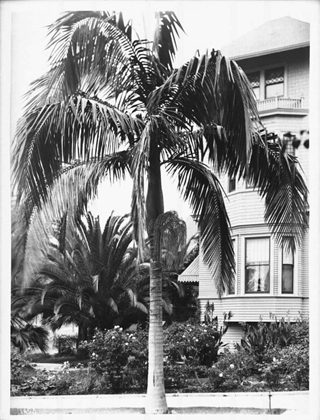 Picture of PALM, SEAFORCHIA ELYGANS, CA C 1920