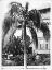 Picture of PALM, SEAFORCHIA ELYGANS, CA C 1920