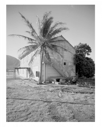 Picture of PALM TREE, NAVAL MAGAZINE BLDG, HAWAII, C1907