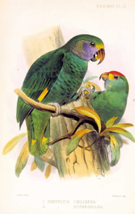 Picture of PARROTS, CHRYSOTIS