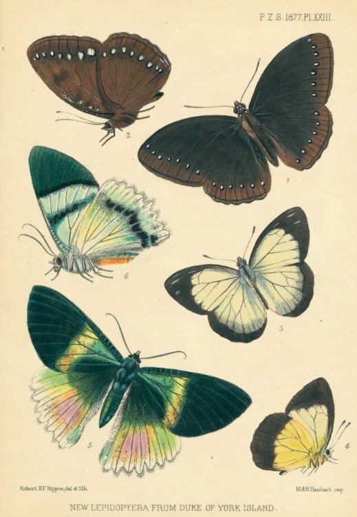 Picture of BUTTERFLIES, DUKE OF YORK ISLAND