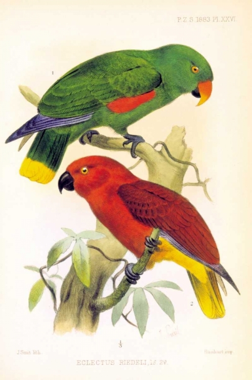 Picture of PARROTS, ECLECTUS RIEDELLI