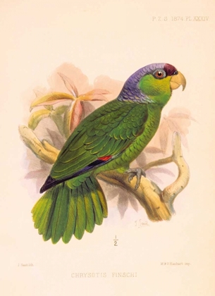 Picture of PARROT, CHRYSOTIS FINSCHI