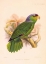 Picture of PARROT, CHRYSOTIS FINSCHI
