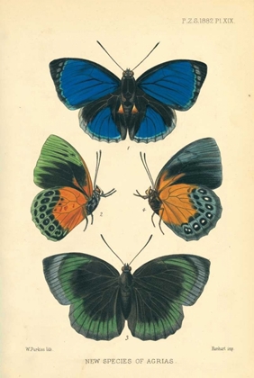 Picture of BUTTERFLIES, NEW SPECIES OF AGRIAS