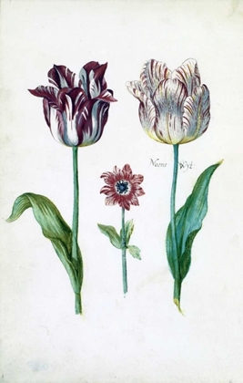 Picture of TULIPS