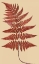 Picture of BROAD BUCKLER FERN