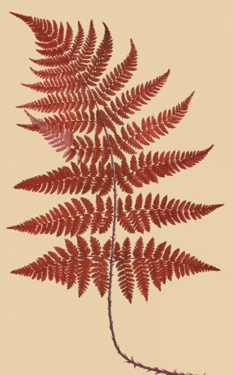 Picture of BROAD BUCKLER FERN