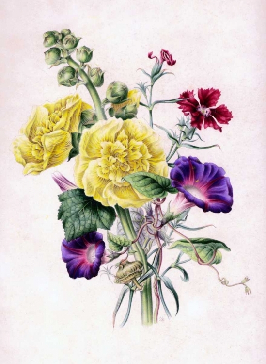Picture of HOLLYHOCKS