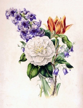 Picture of HYACINTH