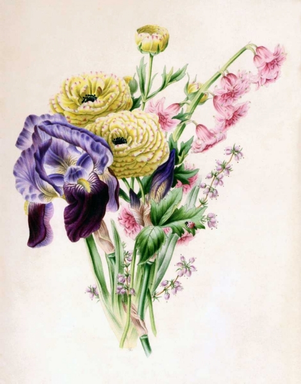 Picture of IRIS