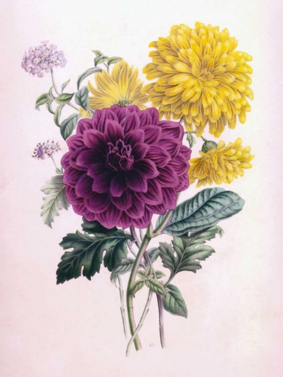 Picture of CHRYSANTHEMUM