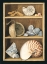 Picture of SHELLS ON SHELVES