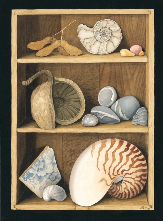 Picture of SHELLS ON SHELVES