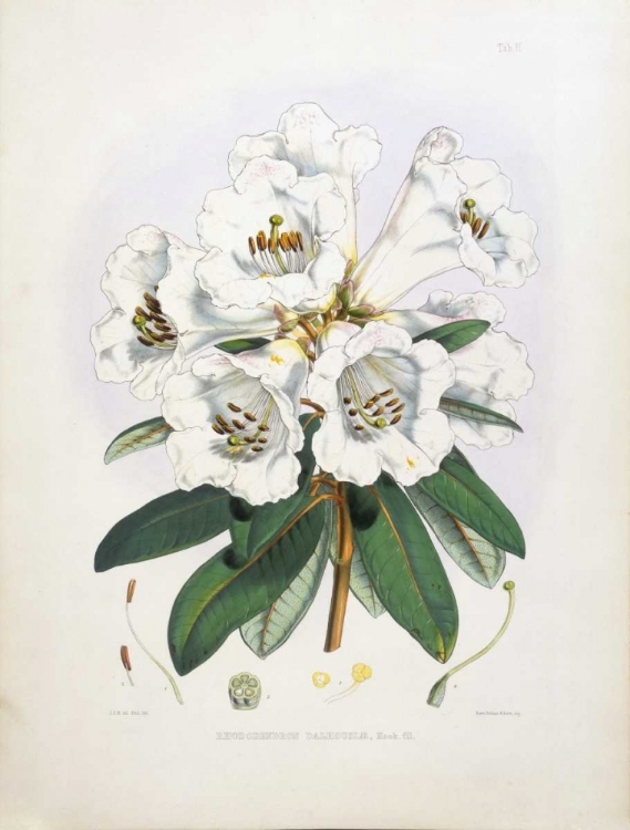 Picture of RHODODENDRON DALHOUSIAE