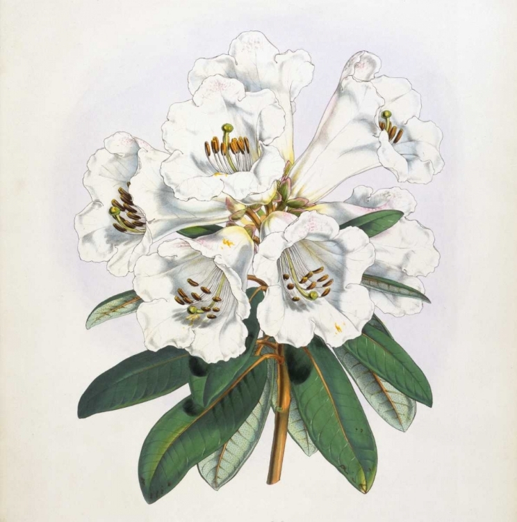 Picture of RHODODENDRON DALHOUSIAE FLOWER