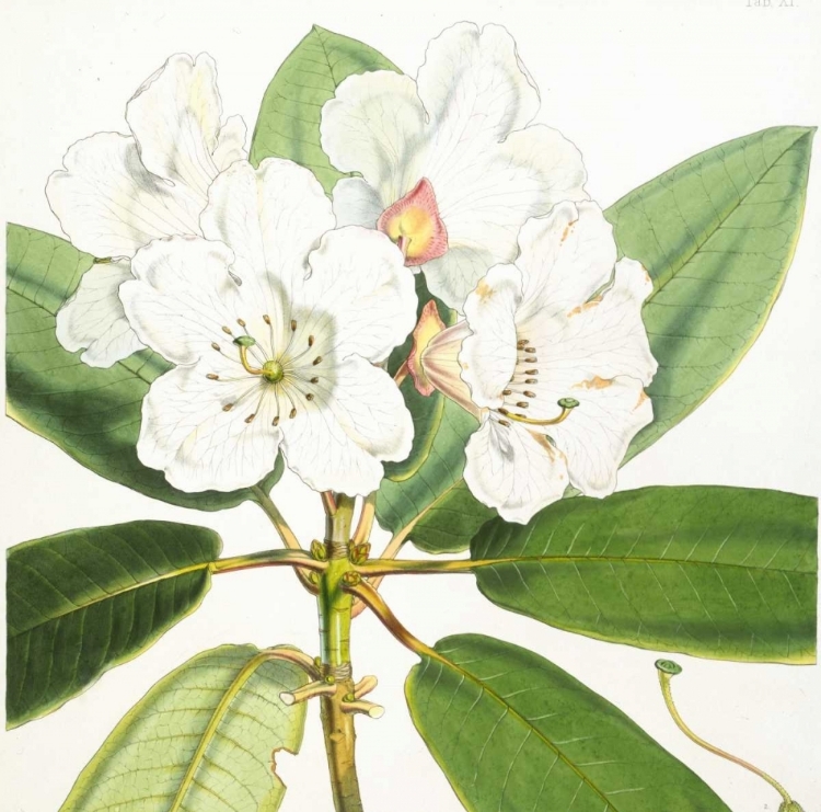 Picture of RHODODENDRON AUCKLANDII FLOWER