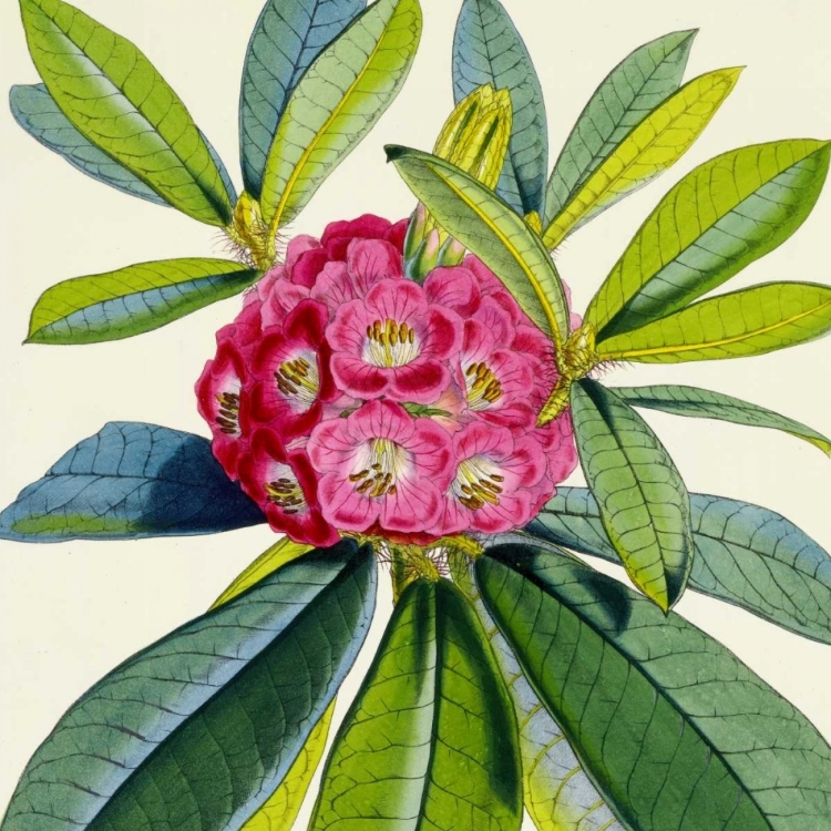 Picture of RHODODENDRON BARBATUM FLOWER
