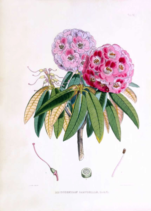 Picture of RHODODENDRON CAMPBELLIAE