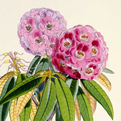 Picture of RHODODENDRON CAMPBELLIAE FLOWER