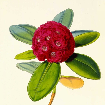 Picture of RHODODENDRON FULGENS FLOWER