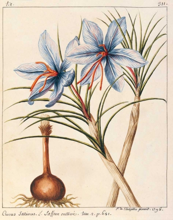 Picture of CROCUS SATIVIUS