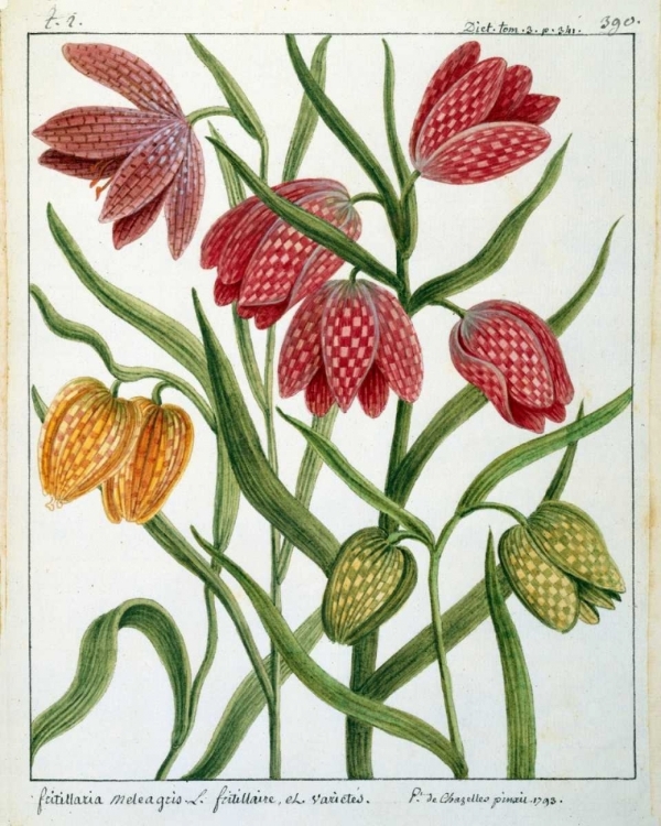 Picture of FRITILLARIA MELEAGRIS