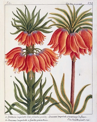 Picture of FRITILLARIA IMPERIALIS