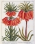 Picture of FRITILLARIA IMPERIALIS