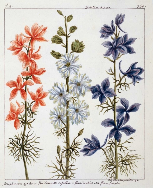 Picture of DELPHINIUM AJACIS