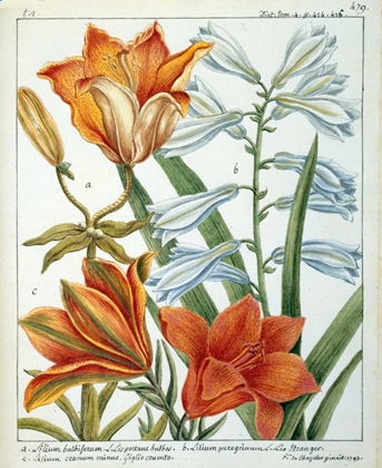 Picture of LILIUM BULBIFERUM