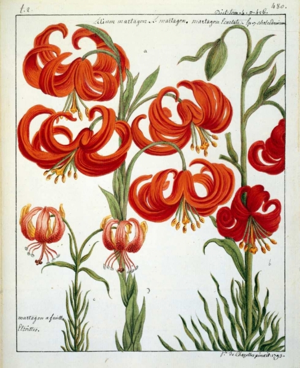 Picture of LILIUM MARTAGON