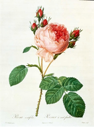 Picture of ROSE,CENTIFOLIA WITH 100 PETALS