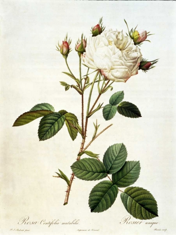 Picture of ROSA, CENTIFOLIA MUTABILIS