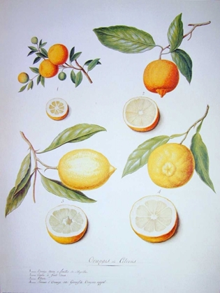 Picture of CITRONS, ORANGES AND LEMONS