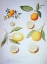 Picture of CITRONS, ORANGES AND LEMONS
