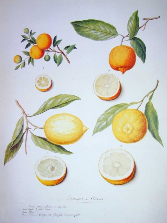 Picture of CITRONS, ORANGES AND LEMONS