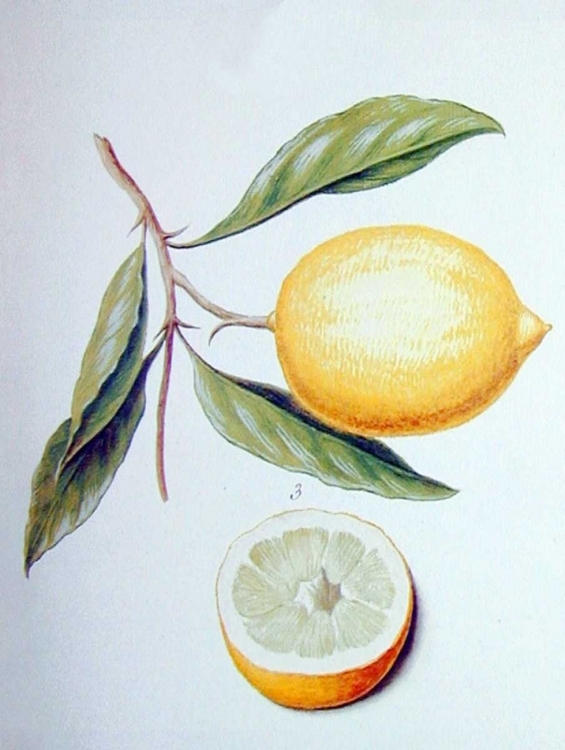 Picture of CITRON