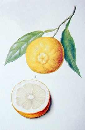 Picture of ORANGE