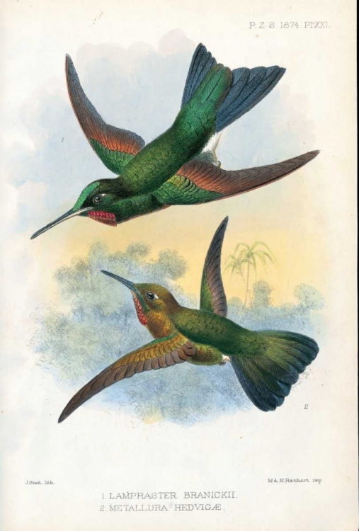 Picture of HUMMING BIRDS