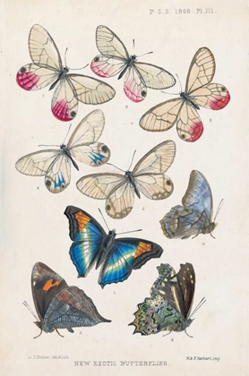 Picture of EXOTIC BUTTERFLIES