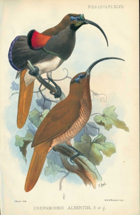 Picture of SICKLEBILL, BIRD OF PARADISE