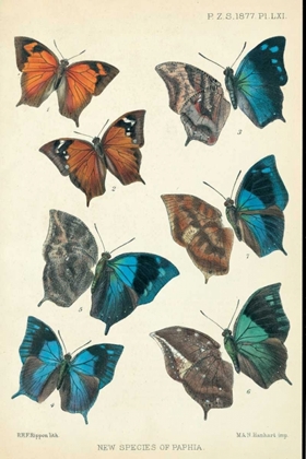 Picture of BUTTERFLIES, PAPHIA